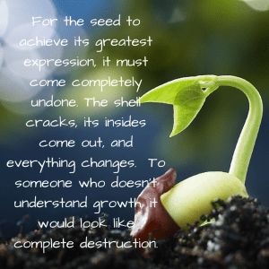 seed growth