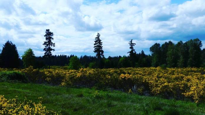 13112850_10209267790194464_7446099622036571347_o