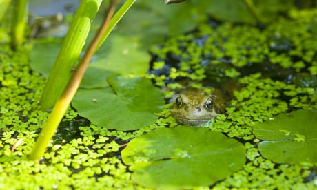 A-frog-in-garden-pond-001