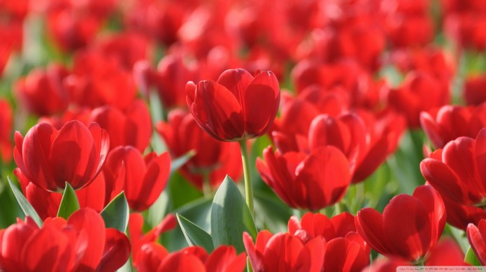 field-of-red-tulips_00449689